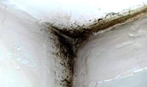 Scopri di più sull'articolo Trattamento Antimuffa: Cause e Soluzioni
